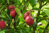 Phaleria macrocarpa, or known as God's crown (Mahkota Dewa) is one of the tropical plant that grows in Malaysia.