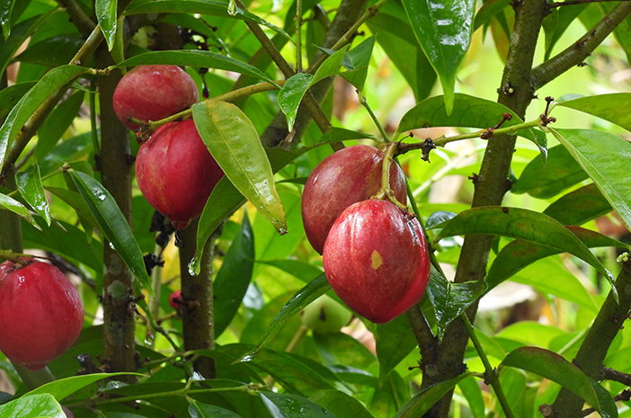 Phaleria macrocarpa, or known as God's crown (Mahkota Dewa) is one of the tropical plant that grows in Malaysia.